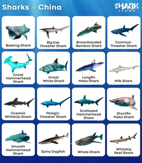 are there sharks in china